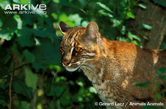 Pardofelis Temminckii