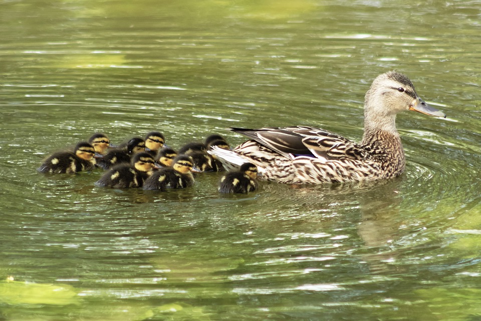 Pato