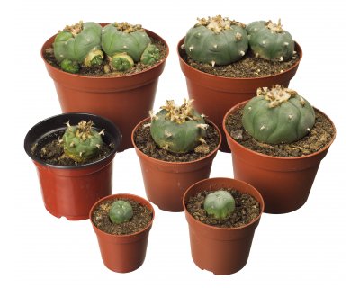 Peiote Cactos no Vaso