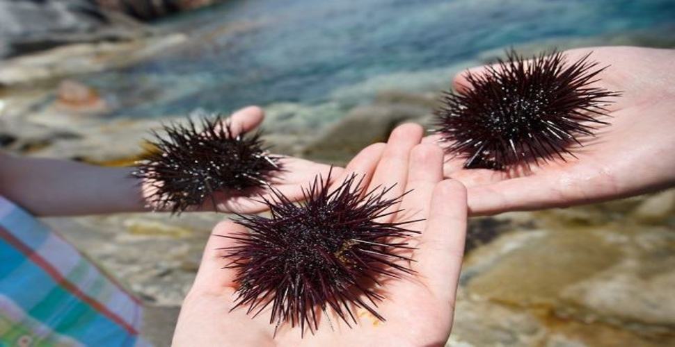 Pessoas Com Ouriço Preto do Mar na Mão 