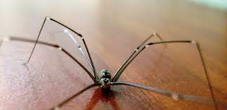 Pholcus Phalangioides