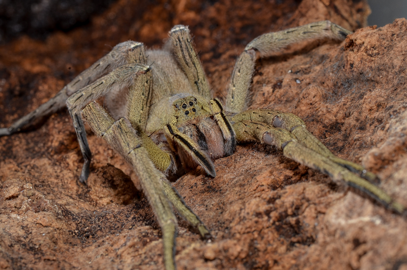 Phoneutria Boliviensis