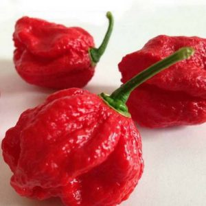 Pimenta Scorpion Como Plantar E Cultivar | Mundo Ecologia