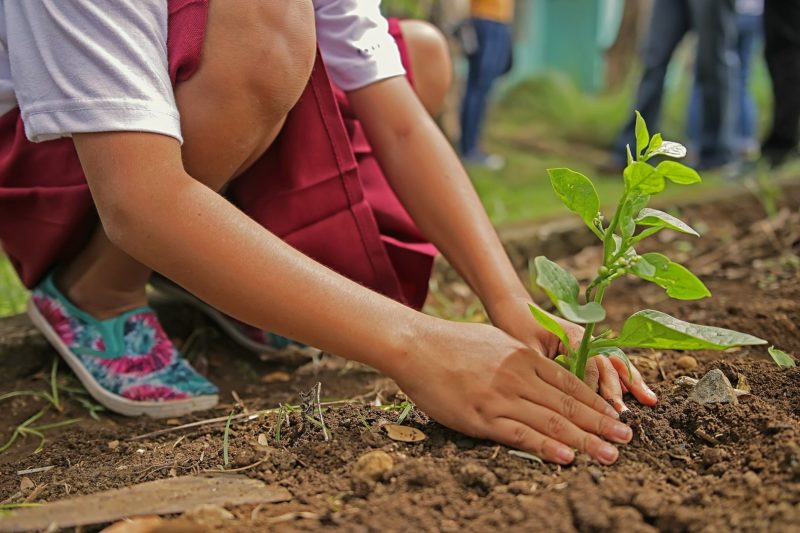 Plantando a Jaqueira