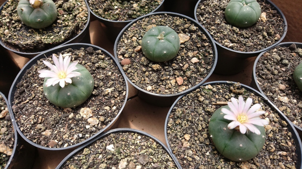 Plantação de Peiote no Vaso