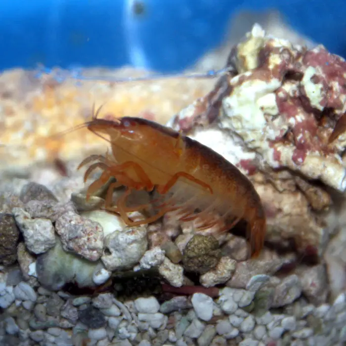 Pocillopora Pistol Shrimp