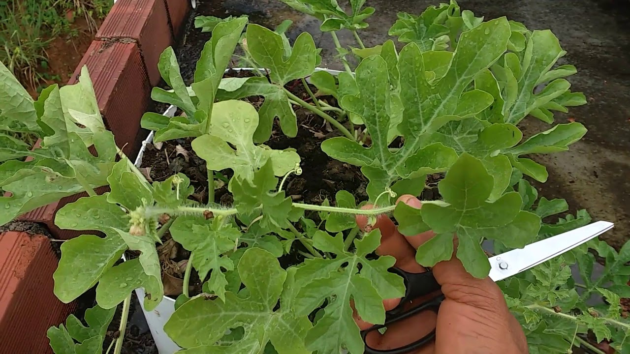 Poda de Melancia
