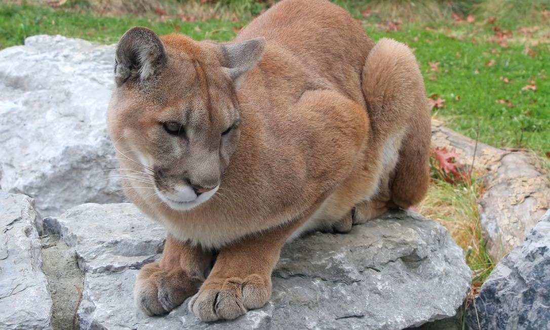 Puma Concolor