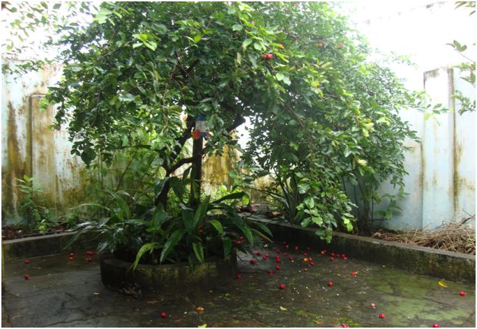 Pé de Acerola no Quintal
