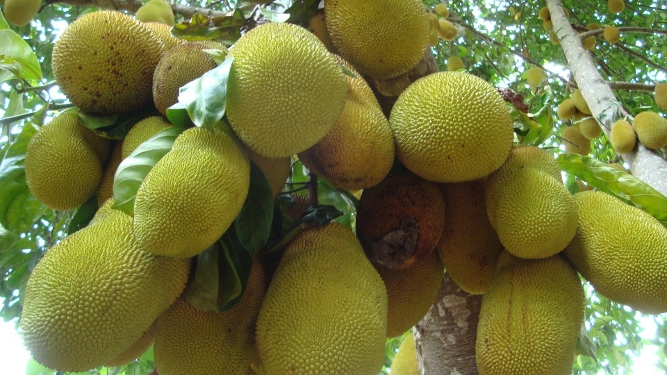 Tipos de Jacas e Variedades da Fruta: Nomes e Características