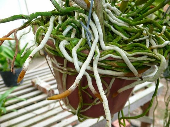 Como Saber se a Raiz da Orquídea Está Morta?