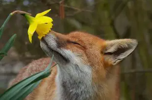 Raposa Cheirando Uma Flor