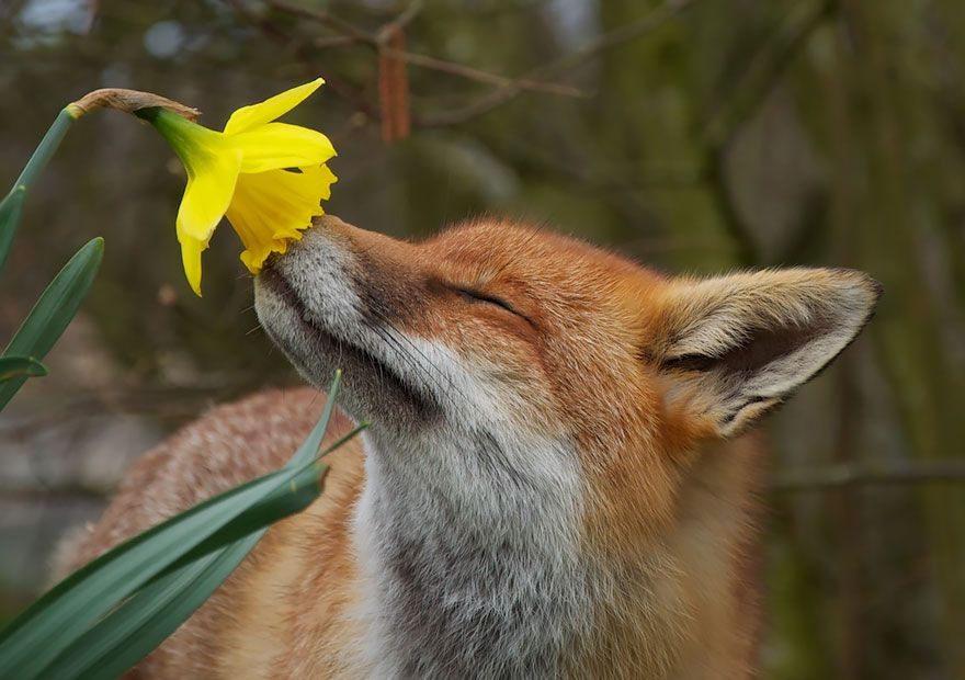 Raposa Cheirando Uma Flor
