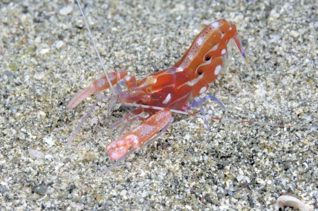 Red Caribbean Pistol Shrimp