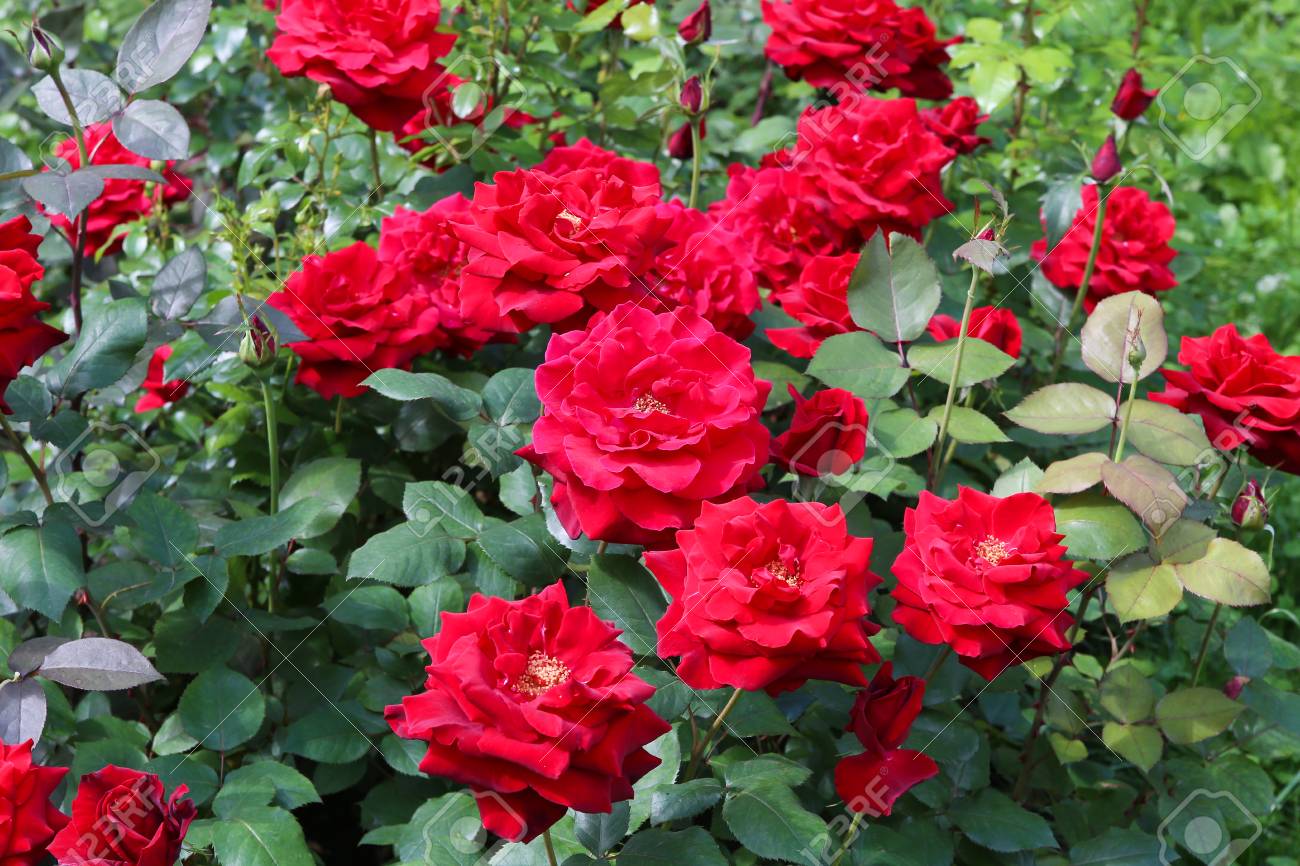 Rosas Arbustivas Vermelhas