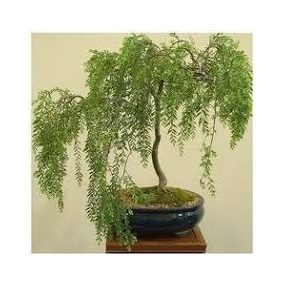 Salgueiro Chorão Bonsai: Como Fazer, Podar e Cultivar