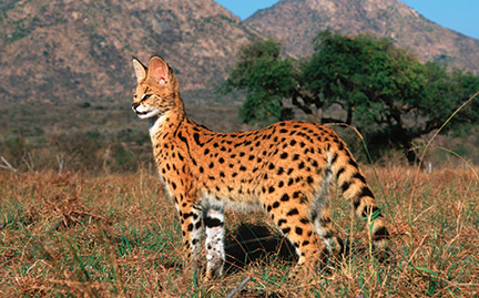 Serval