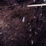Onde Podemos Encontrar o Solo Humífero? – Mundo Ecologia