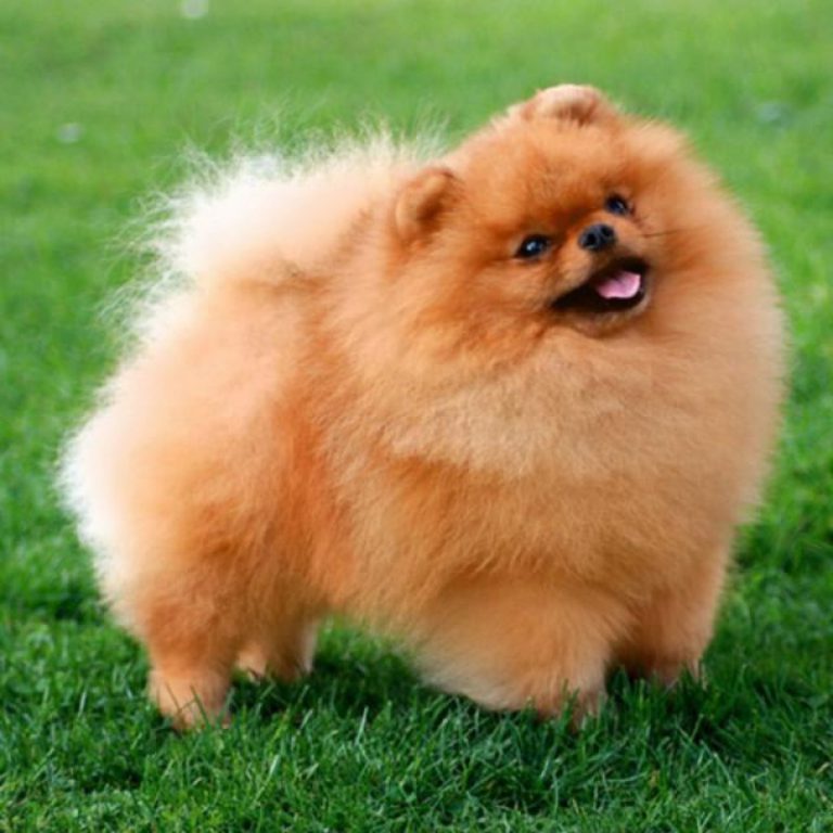 Spitz Alemão Anão Zwergspitz: Tamanho e Fotos | Mundo Ecologia