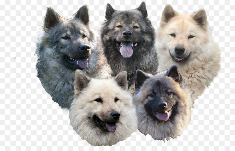 Spitz-Alemão-Eurasier Diferentes