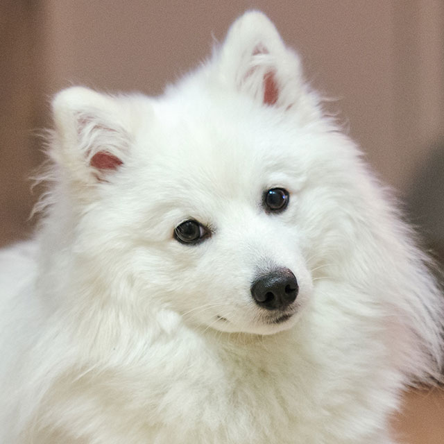 Spitz Japonês: Características, Mini, Fotos e Cores ...