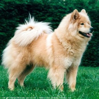 Spitz-Alemão-Eurasier Na Grama