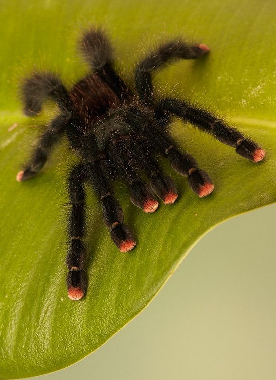 Tarantula Dedos Rosa: Características e Nome Cientifico