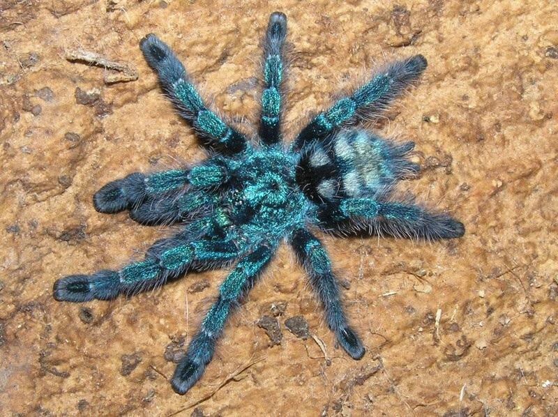 Tarantula Dedos Rosa