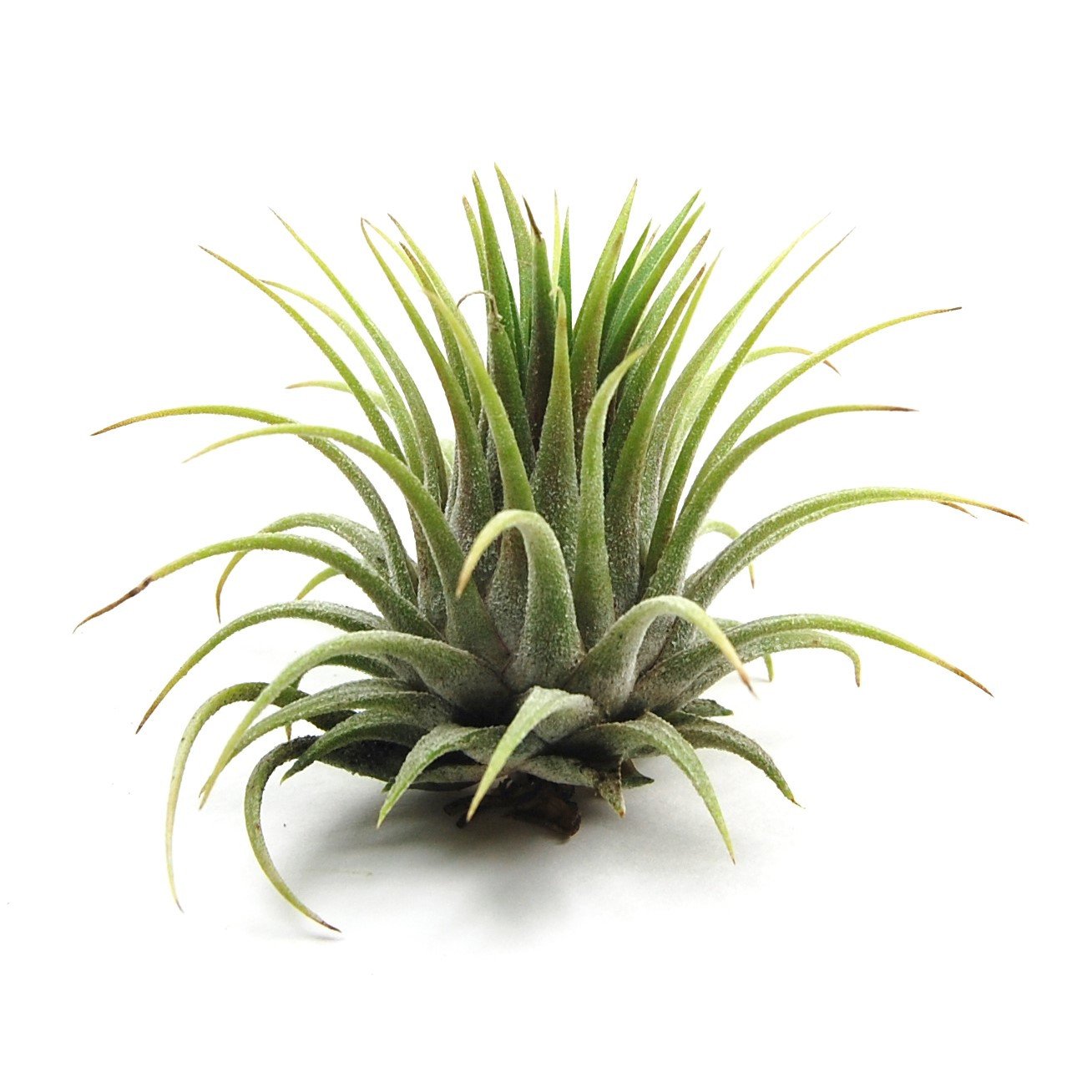 Tillandsia ionatha