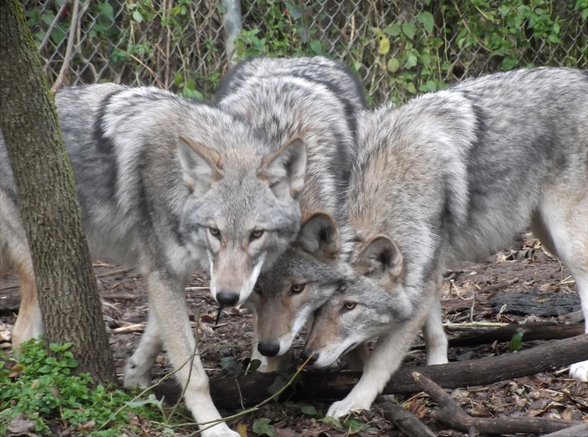 Três Coywolf