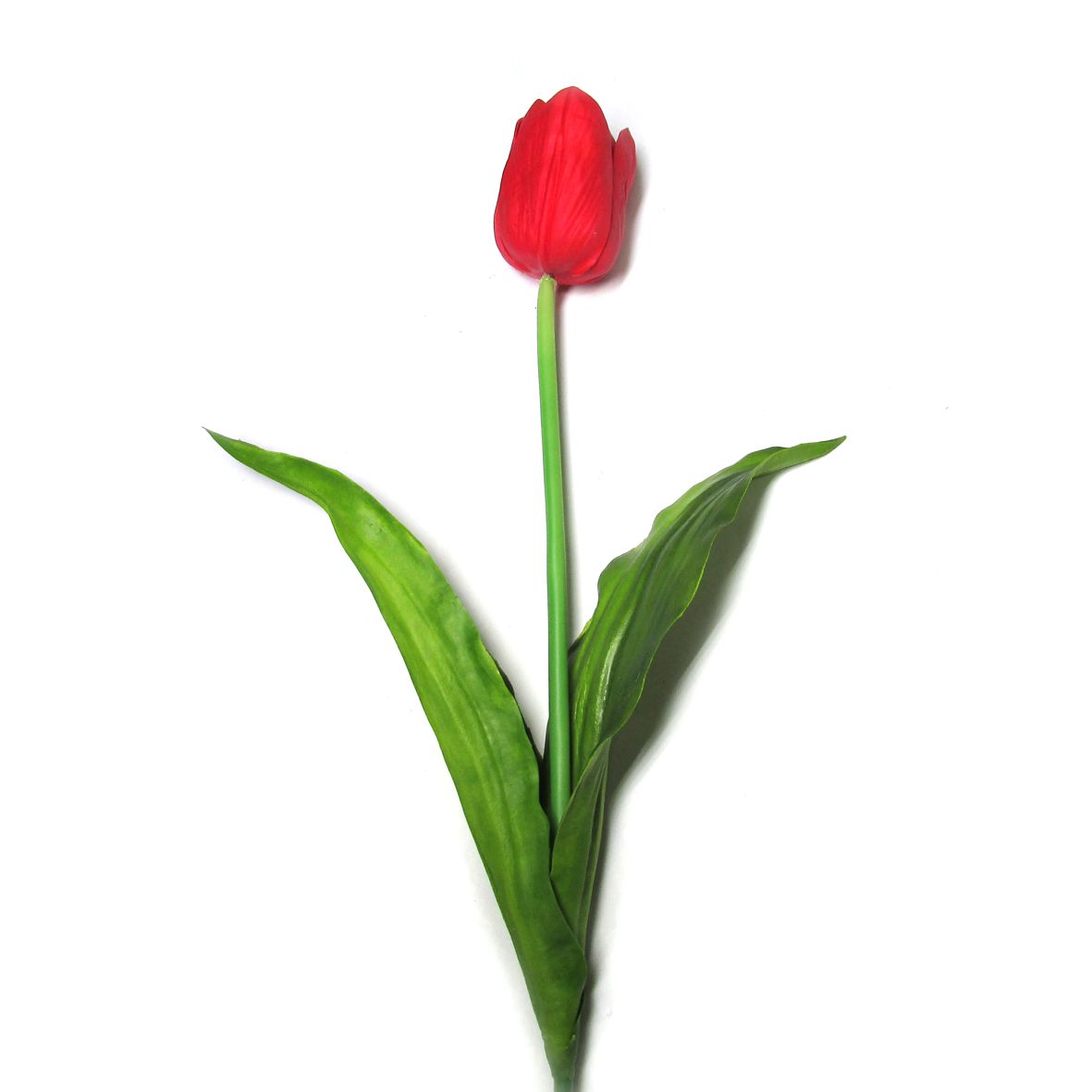 Tulipa