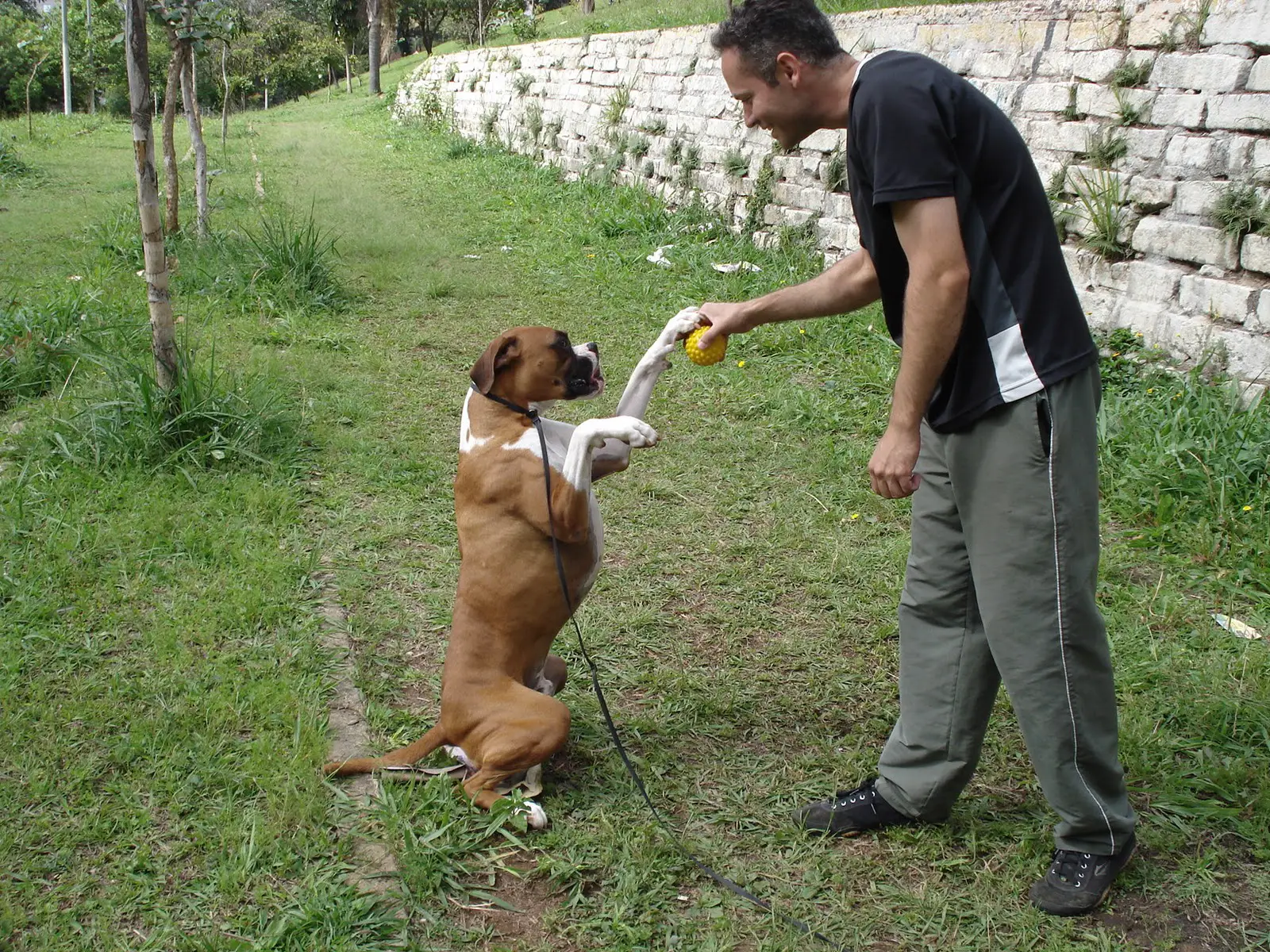 Um Homem Treinando seu Cão Boxer 
