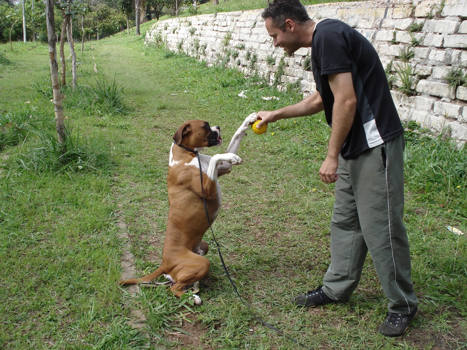 Um Homem Treinando seu Cão Boxer
