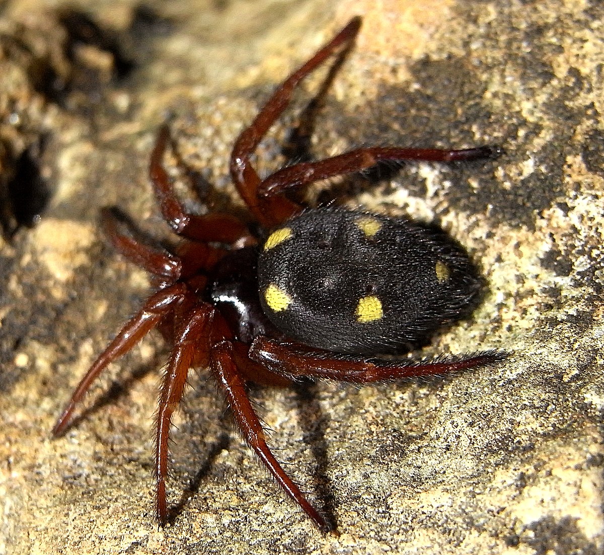 Aranha Preta Com Pintas Amarelas É Venenosa? Qual É a Espécie? | Mundo