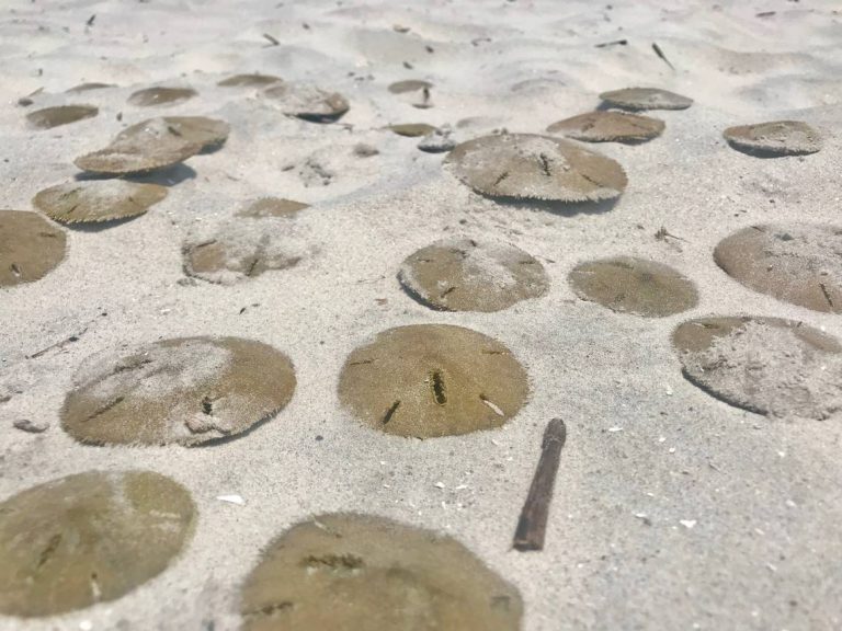 Bolachas Do Mar São Venenosas? São Perigosas? | Mundo Ecologia
