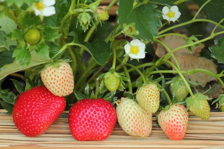 Fragaria Chiloensis