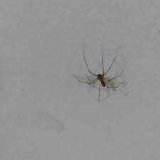 A Aranha-Cuspideira na Parede