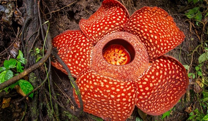Qual a Maior Flor do Mundo? Onde Ela se Encontra?