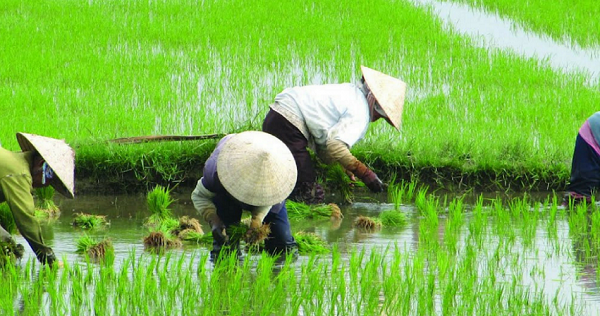 Agricultores Chineses