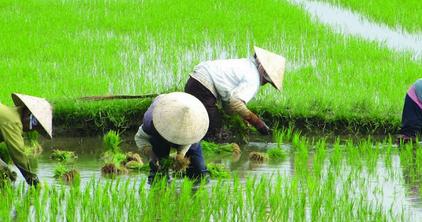 Agricultores Chineses 