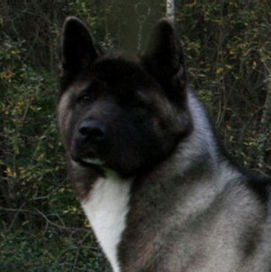 Akita Preto Fotografado de Frente