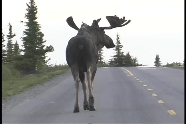 Alce Fotografado Andando em uma Estrada