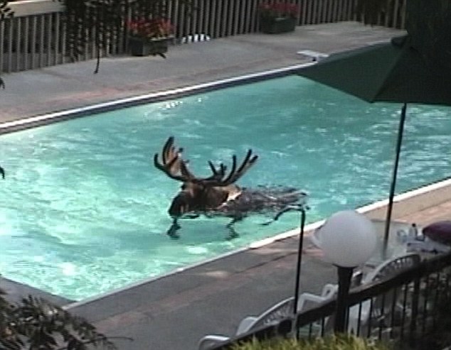 Alce Na Piscina