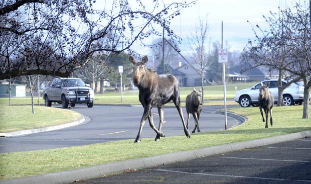 Alces Correndo na Rua 