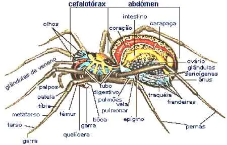 Anatomia das Aranhas 