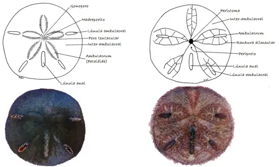 Anatomia da Bolacha-do-Mar