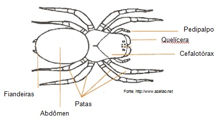 Anatomia das Aranhas 