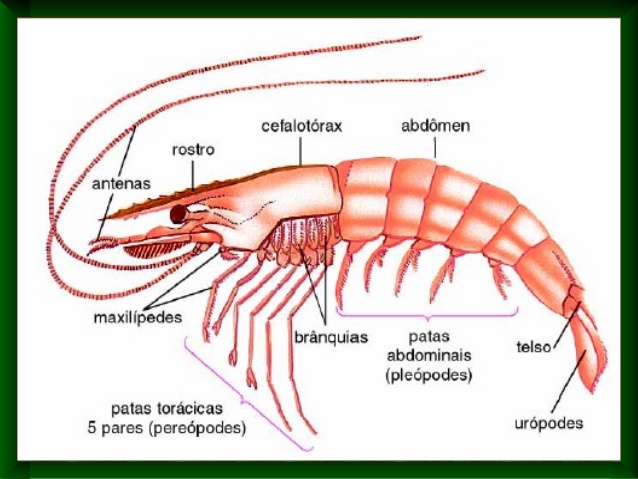 Anatomia do Camarão