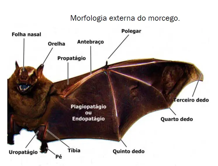Anatomia do Morcego 