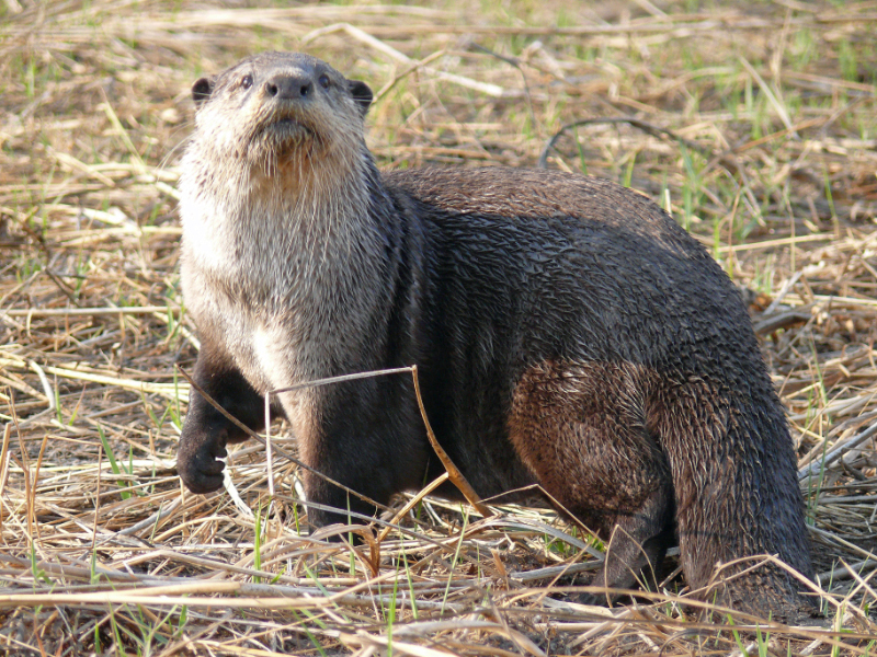 Aonyx Capensis